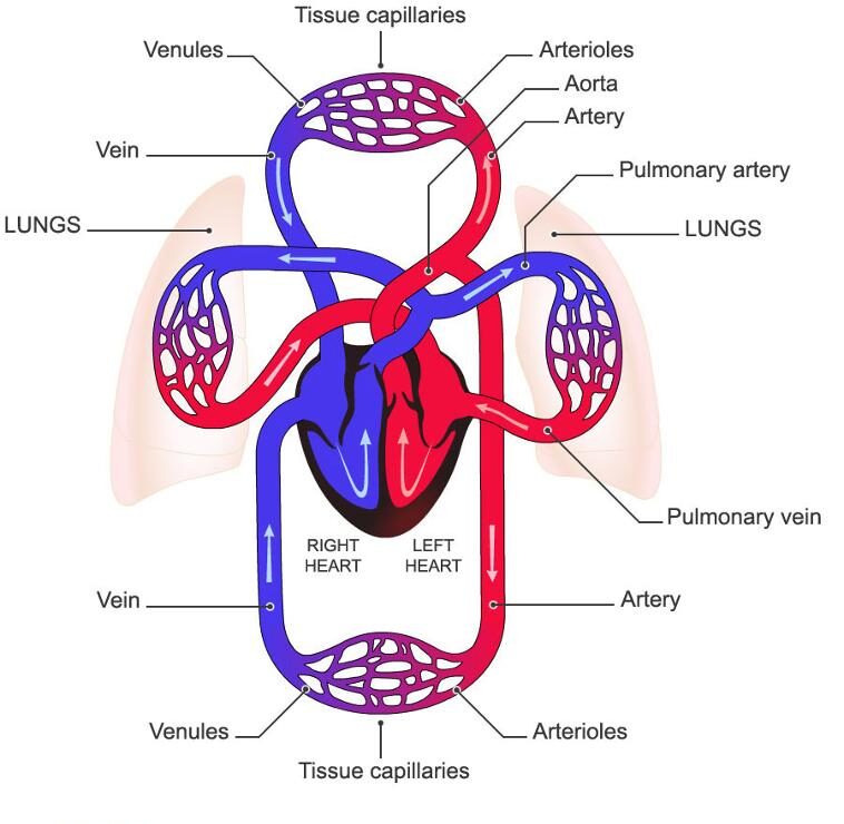 Cardiovascular System